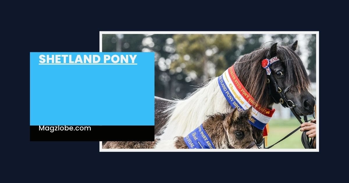 shetland pony